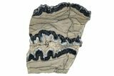 Mammoth Molar Slice With Case - South Carolina #291191-1
